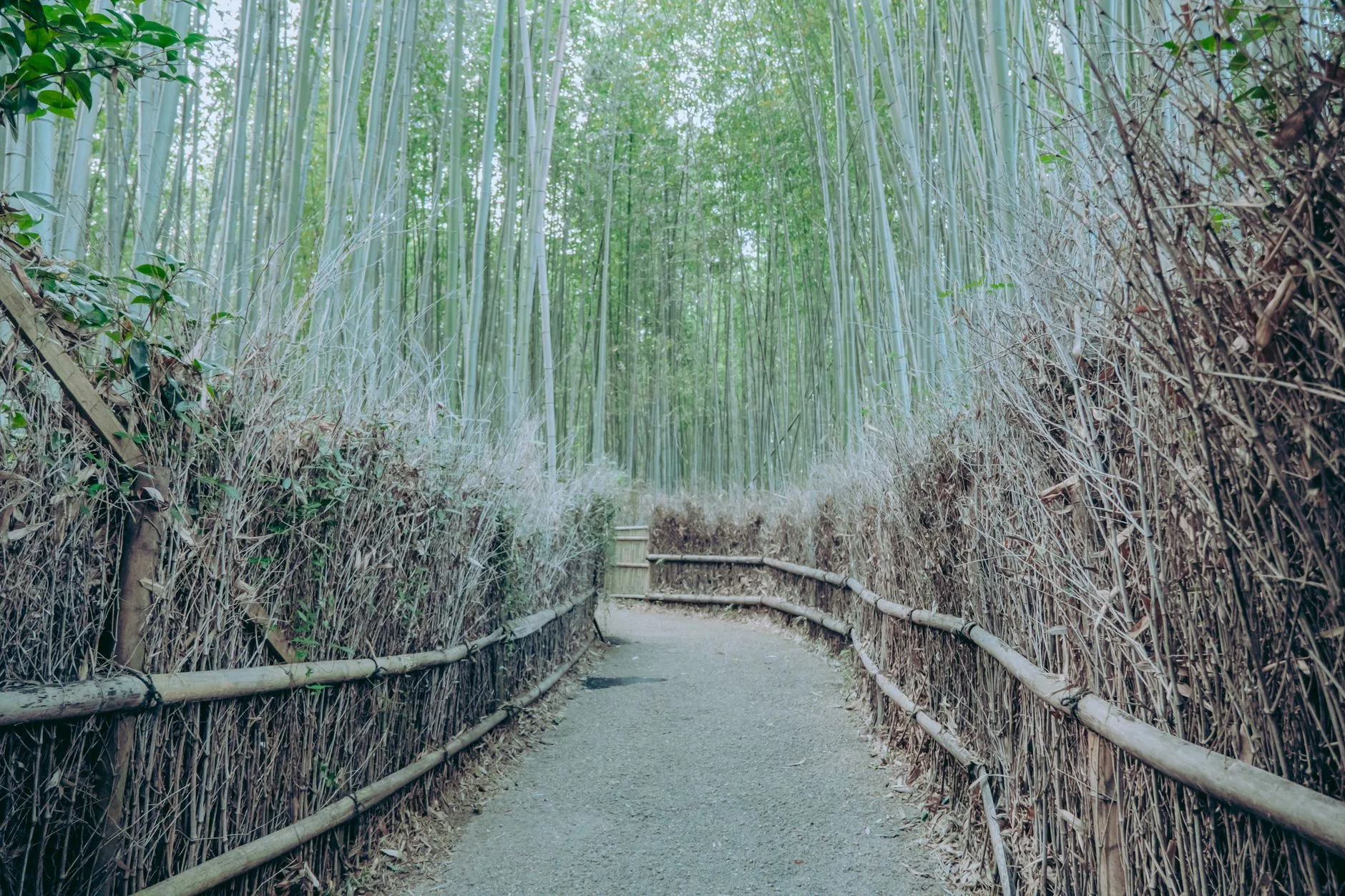 Jour 3 : Arashiyama et Kinkaku-ji