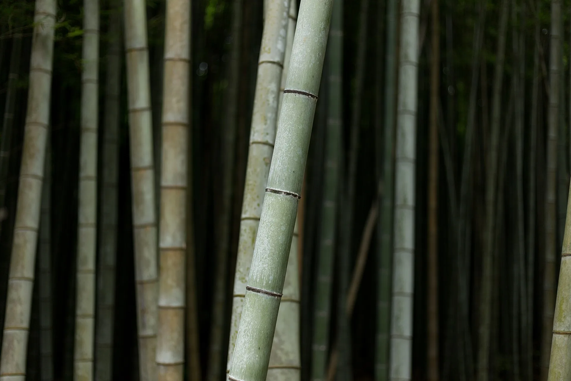 Arashiyama : la nature à l'ouest de la ville