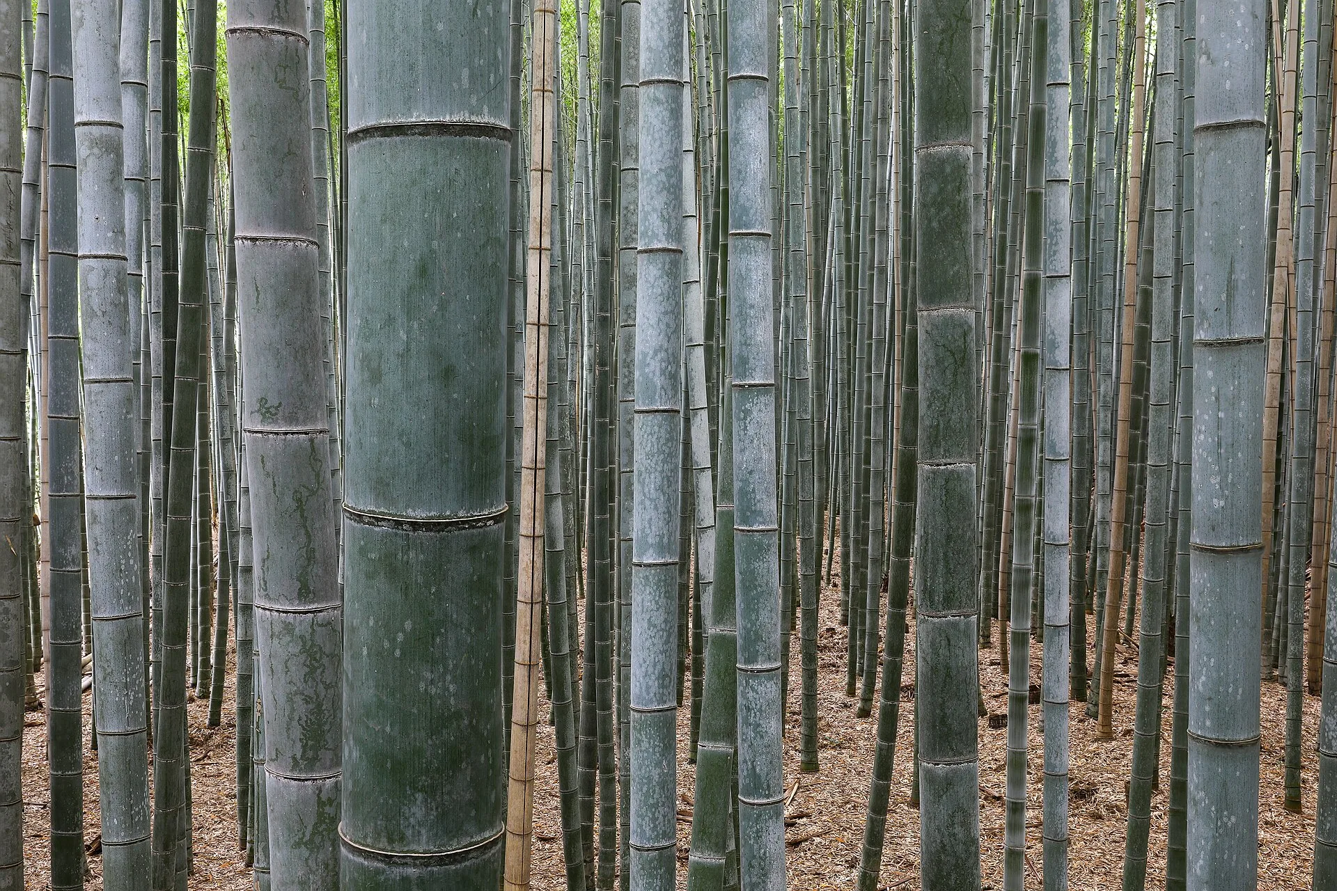 Bambouseraie d'Arashiyama à Kyoto