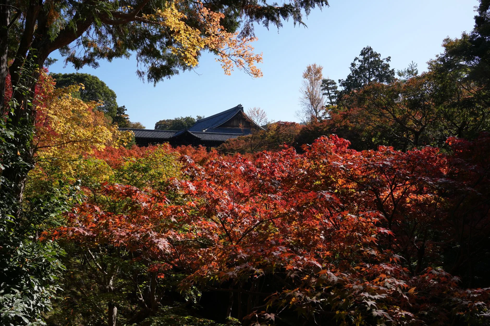 L'automne (septembre à novembre) : feuilles rouges et ciel clair