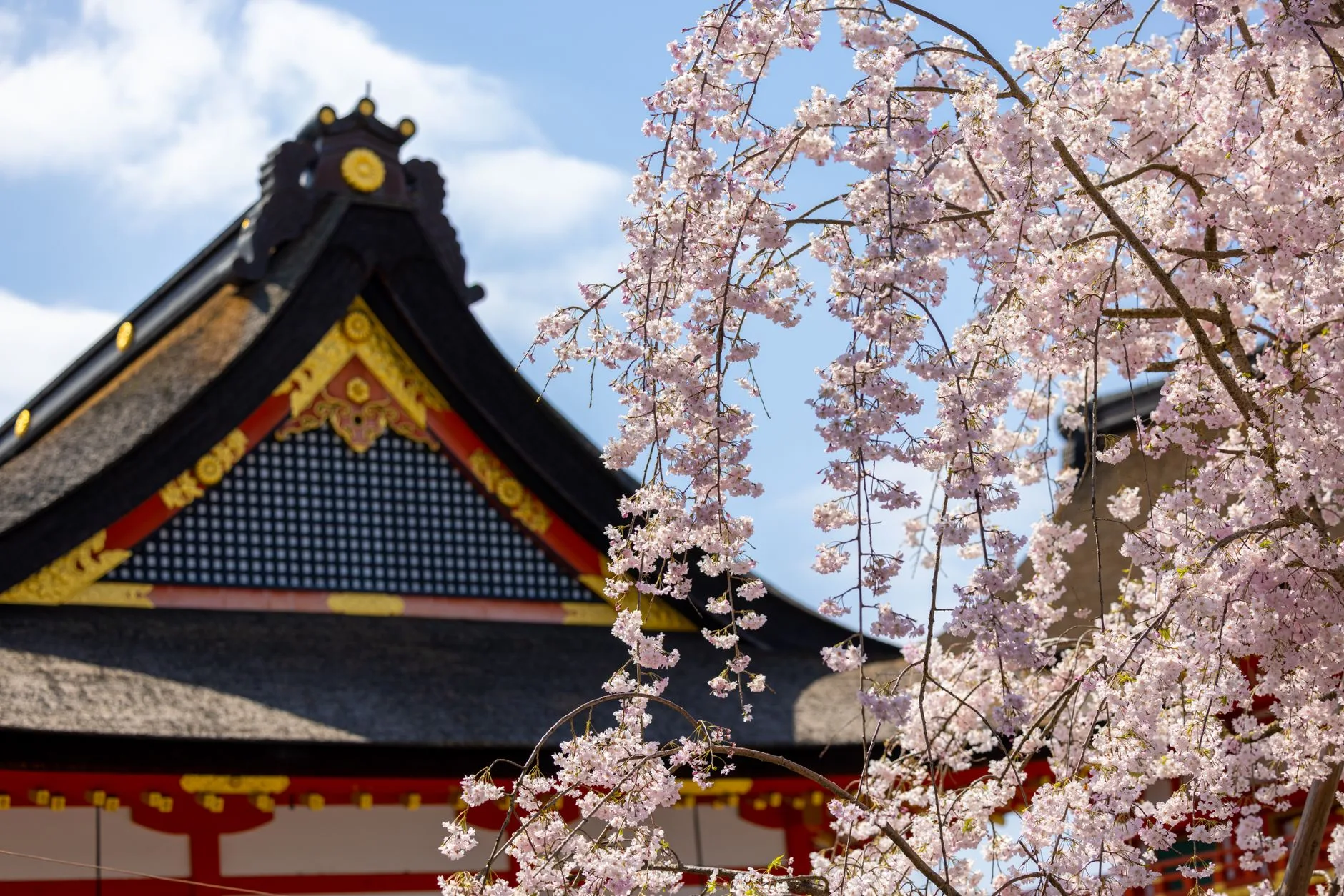 Temple japonais entouré de cerisiers en fleurs au printemps